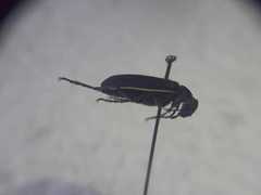 Epicauta cinctipennis