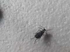 Epicauta cinctipennis