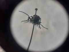 Epicauta cinctipennis