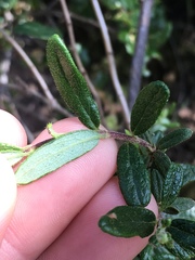 Lonicera subspicata subspicata