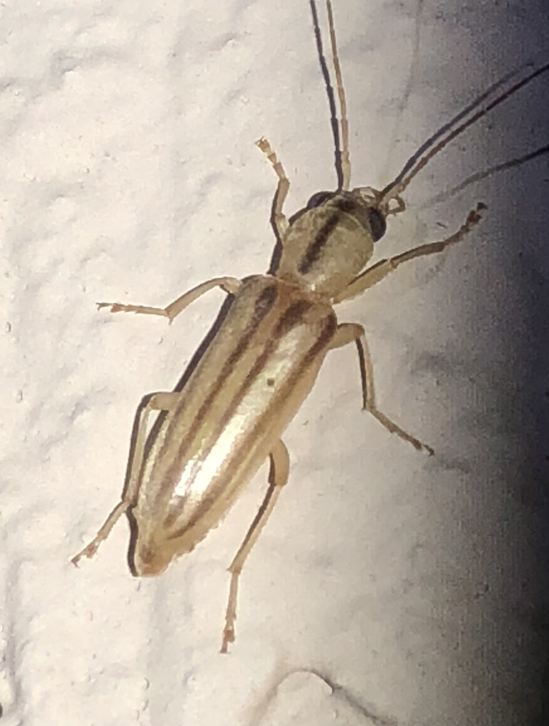Hypasclera