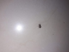 Conotrachelus seniculus