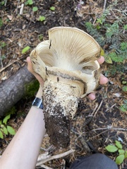 Catathelasma