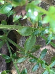 Galium cliftonsmithii