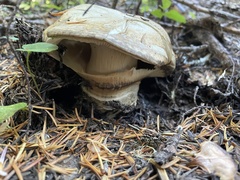 Catathelasma