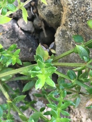 Galium cliftonsmithii