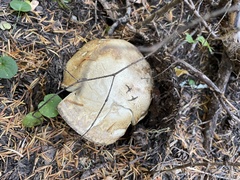 Catathelasma