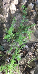 Galium cliftonsmithii