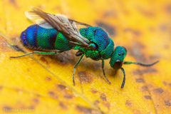 Chrysis conica