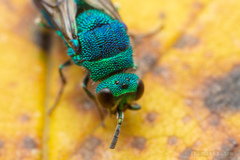 Chrysis conica