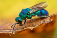 Chrysis conica