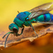 Chrysis conica - Photo (c) Thomas Shahan, algunos derechos reservados (CC BY-NC), subido por Thomas Shahan