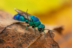 Chrysis conica