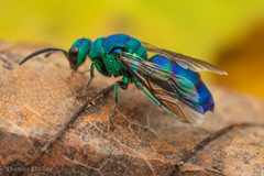 Chrysis conica