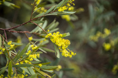 Acacia rubida