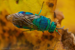 Chrysis conica