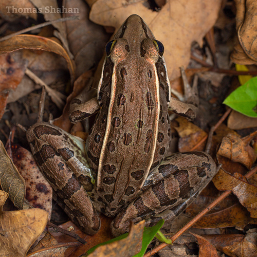 Southern Leopard Frog, photo 9 of 10