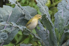 Leiothlypis peregrina
