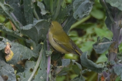 Leiothlypis peregrina