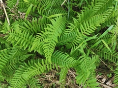 Amauropelta beddomei