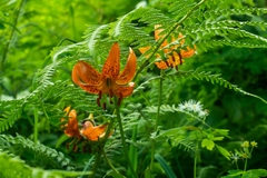Lilium medeoloides