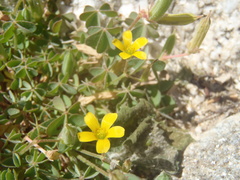 Oxalis albicans