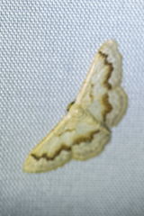 Idaea iodesma