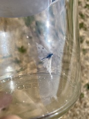 Pontia occidentalis