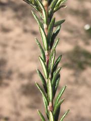 Phylica imberbis eriophoros