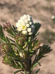 Phylica imberbis eriophoros