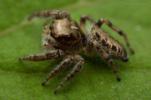 Bronze Jumping Spider