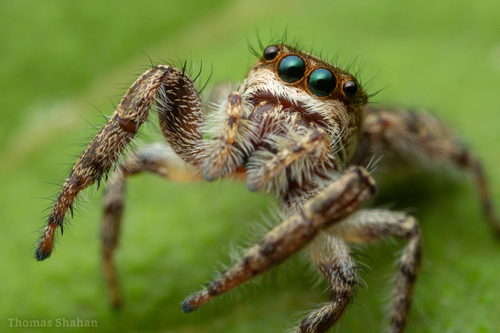 How to identify Eris militaris (Hentz, 1845)