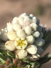Phylica imberbis eriophoros