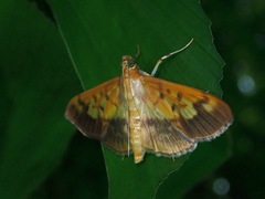 Syllepte sellalis
