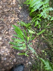 Struthiopteris spicant