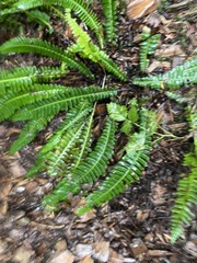 Struthiopteris spicant