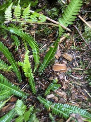 Struthiopteris spicant