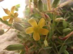 Oxalis albicans