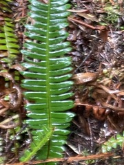 Struthiopteris spicant