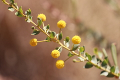 Acacia translucens