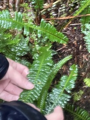 Struthiopteris spicant