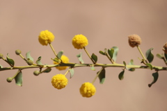 Acacia translucens