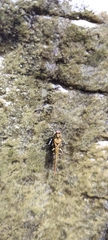 Eucriotettix flavopictus