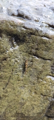 Eucriotettix flavopictus