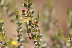 Acacia translucens