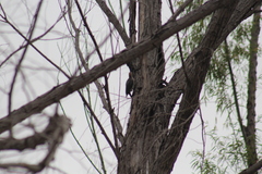 Melanerpes aurifrons