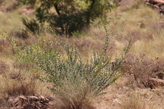 Acacia translucens