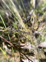 Austroargiolestes isabellae