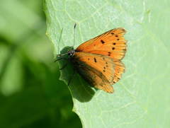 Lycaena splendens
