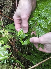 Dryopteris expansa